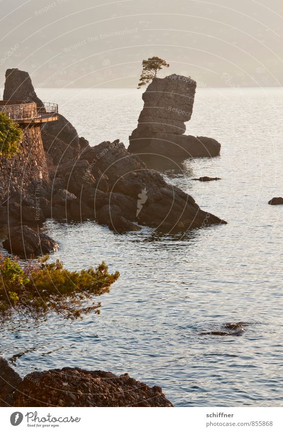 Einküstenbaum Natur Landschaft Sonnenaufgang Sonnenuntergang Felsen Wellen Küste Bucht Riff Meer außergewöhnlich ruhig Küstenstraße Felswand Felsvorsprung