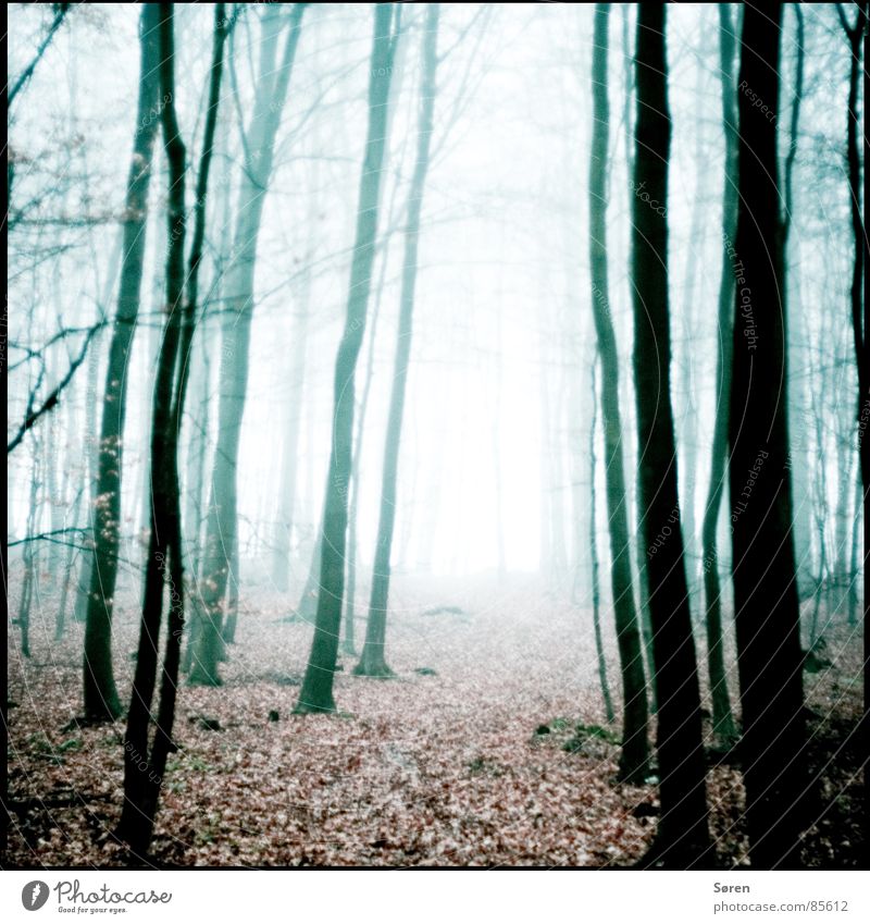 Ein Männlein steht im Walde Holzmehl dunkel Blatt Herbst ungewiss Angst Nebel Trauer Einsamkeit Herbstbeginn Ödland Sorge Panik Waldlichtung Nebelschleier