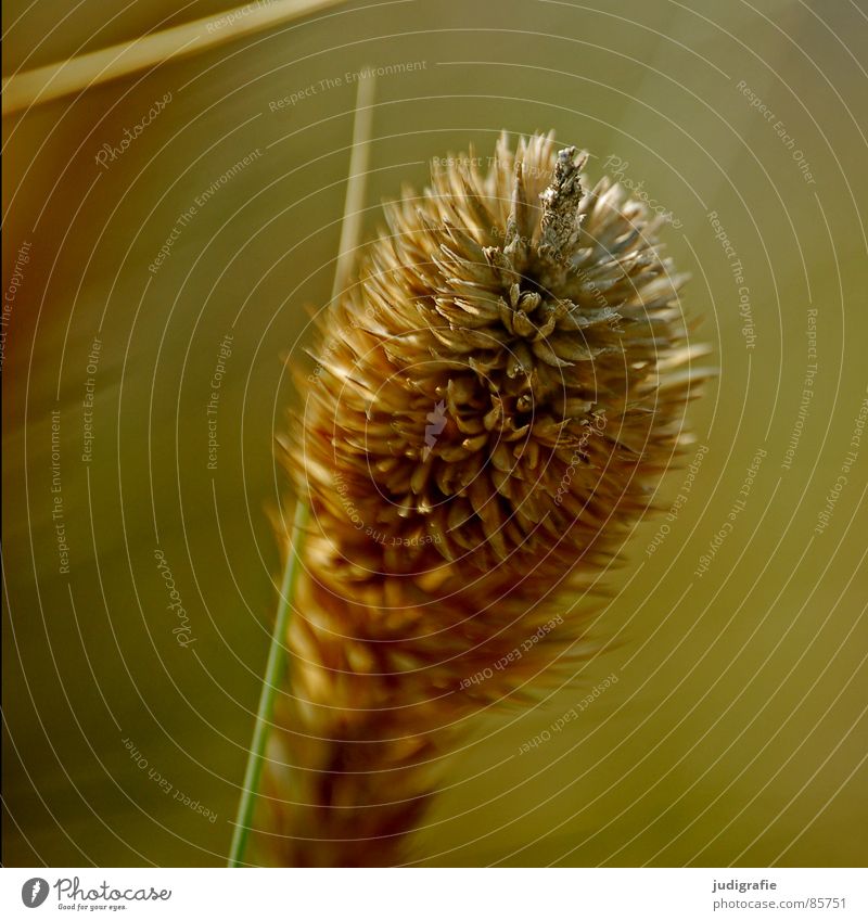 Gras gelb Stengel Halm Ähren glänzend schön weich Rauschen Wiese zart beweglich sensibel federartig Makroaufnahme Nahaufnahme Sommer gold orange Wind Pollen