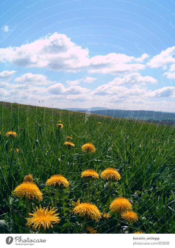 Blick zum Inselsberg Wiese Wolken Frühling Blume Löwenzahn Berge u. Gebirge Landschaft