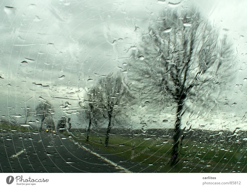 Nachschub ... Autofahren Landstraße Allee Fahrbahnmarkierung Straßenrand Regen nass Pfütze Windschutzscheibe Durchblick Straßenverkehr schemenhaft Autofahrer