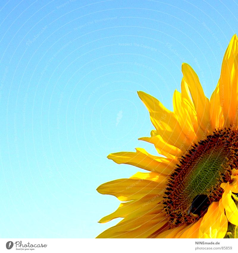 sonniges Blümelie ... mit Hummelsche ansammeln Sonnenblume gelb Blüte Honig Sommer Physik Blütenblatt Sammlung Gute Laune Freude Sonnenblumenkern Wärme