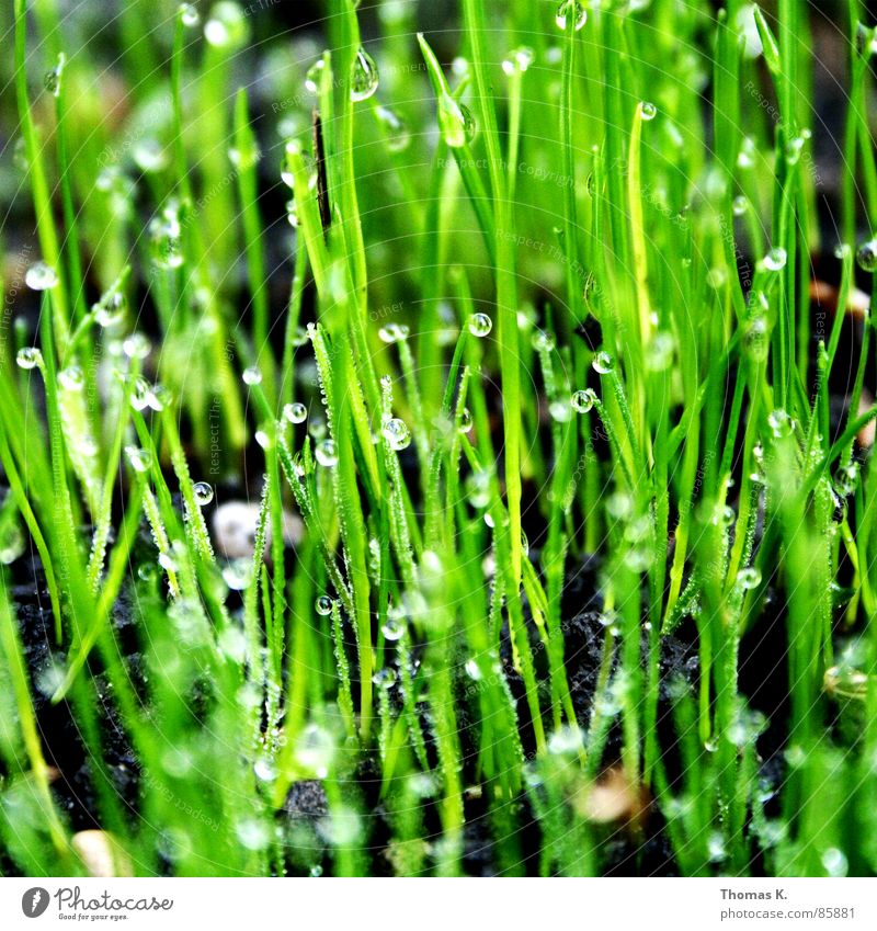 Morgen Gras Tau frisch kalt Wiese Wasser Halm grün Grasland Sportrasen Grasnarbe Sonnenaufgang Rasen Stengel hydrophob Ähren glänzend schön weich Rauschen zart