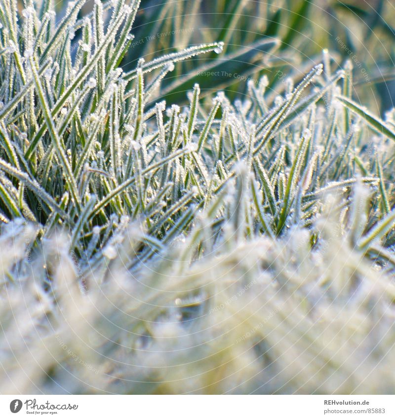 frozen gras aufstehen Wiese Gras frieren grün kalt Morgen Raureif Eis Winter Garten Park gefrierpunkt kalt. halme Rasen Frost warm anziehen xxee Schnee