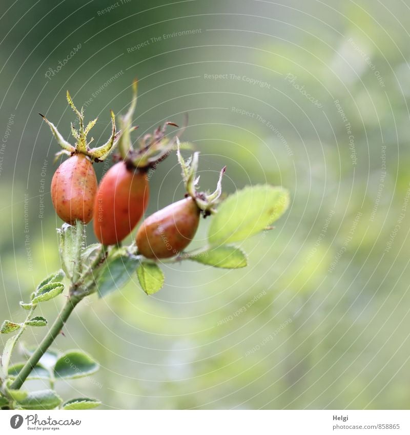 Trio... Umwelt Natur Pflanze Herbst Schönes Wetter Sträucher Blatt Wildpflanze Frucht Fruchtstand Hagebutten Rose Park Wachstum ästhetisch einzigartig klein