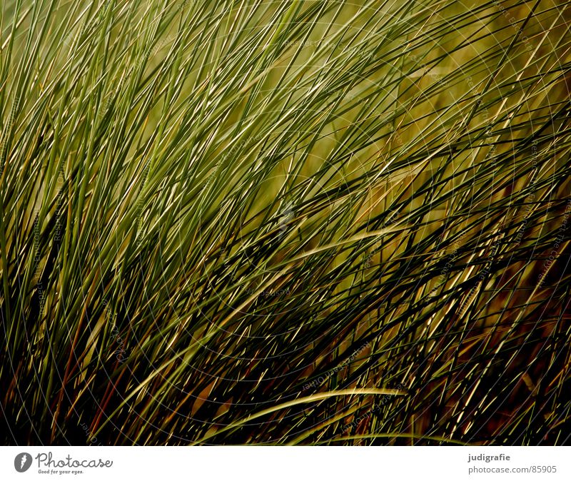 Gras biegen Halm Sturm weich Haarsträhne Wachstum Umwelt Wiese dunkel Wildnis grün Stengel beweglich zart Sommer Wind Natur Abend Ostsee starker wind