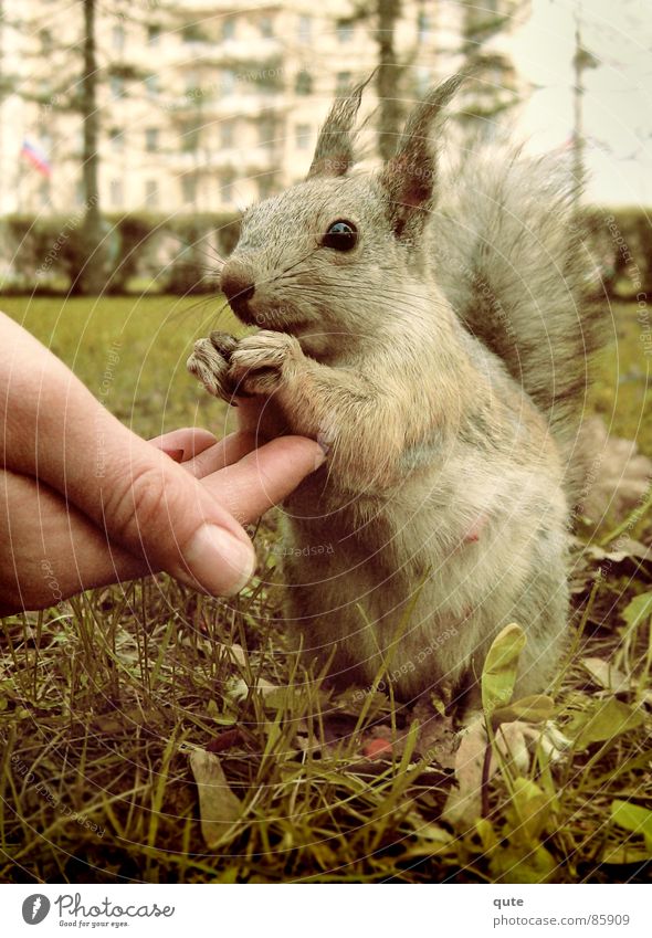 Eichhörnchen Hand Tier Säugetier squarrel Feh eating grass ground animal cute mammal