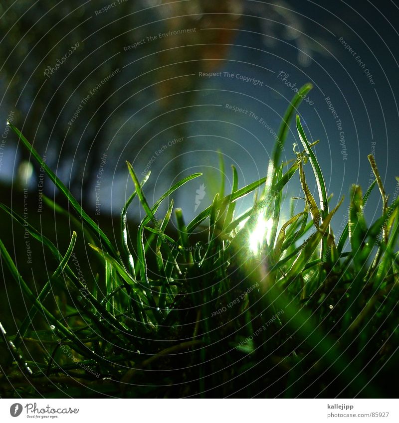 froschperspektive Maulwurf Osterei Gras Grasbüschel Halm Frühling Wachstum Pflanze Nacht Licht Froschperspektive Wiese Wäldchen Sträucher Nachthimmel Vorfreude
