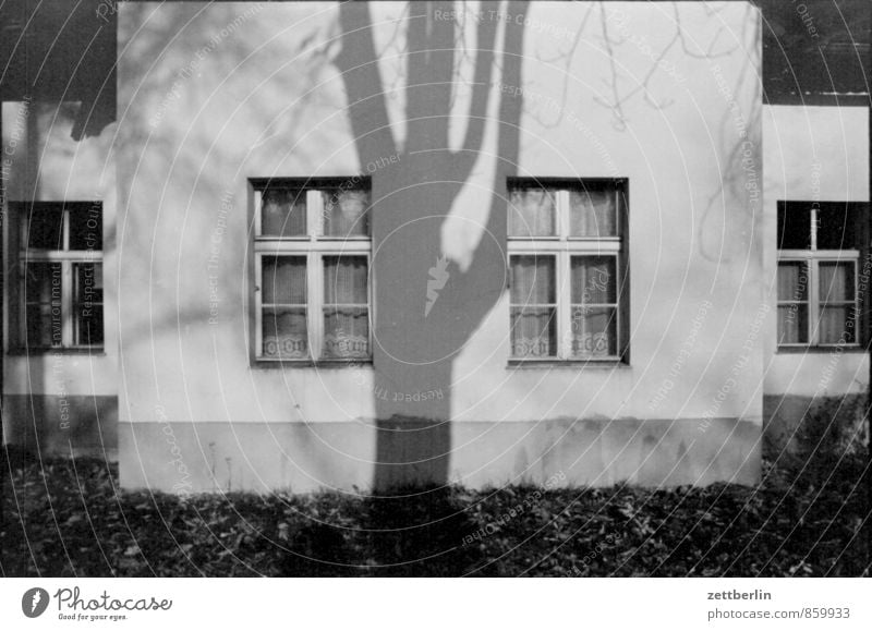 Falkenberg Haus Wohnhaus Wand Mauer Altbau Fenster Aussicht Außenaufnahme Detailaufnahme Fensterkreuz Baum Baumstamm Ast Schatten Licht Sonne Symmetrie trist