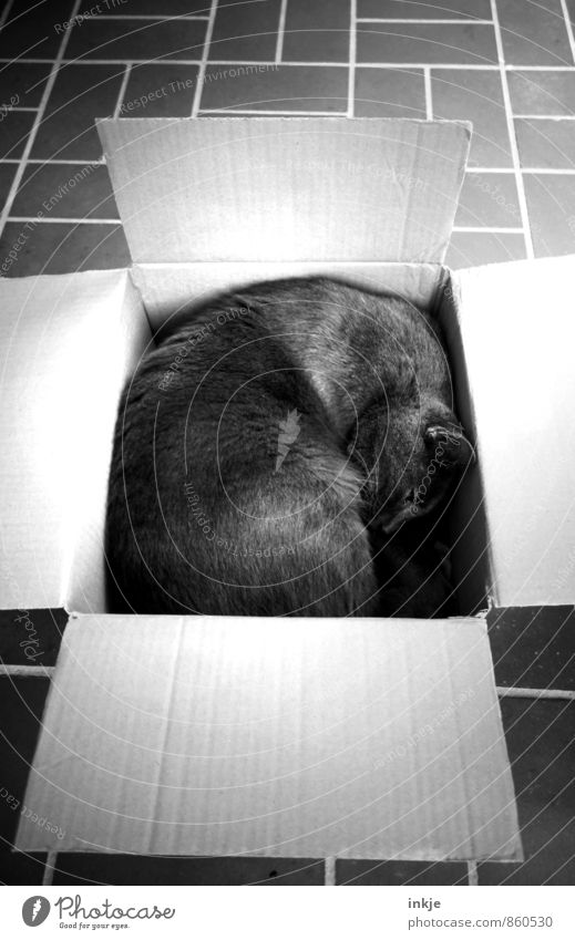 Platz ist in der kleinsten Hütte Tier Haustier 1 Paket Pappschachtel liegen schlafen kuschlig niedlich Gefühle Zufriedenheit Schutz Geborgenheit ruhig beweglich