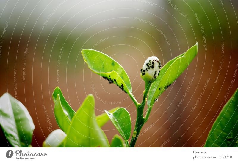 Befall Natur Pflanze Blatt Blüte Grünpflanze Wildpflanze Tier Blattläuse Schwarm krabbeln Ekel grün Farbfoto Außenaufnahme Tag