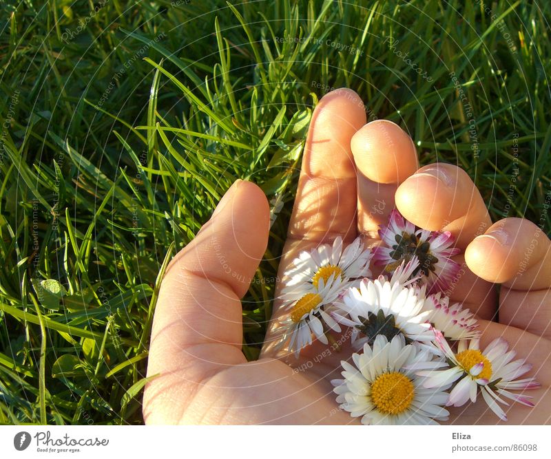 Eine Hand voller Gänseblümchen in der grünen Wiese im Sommer oder Frühling Sonne pflücken gepflückt Finger Blume Pflanze Schönes Wetter Gras Blüte festhalten