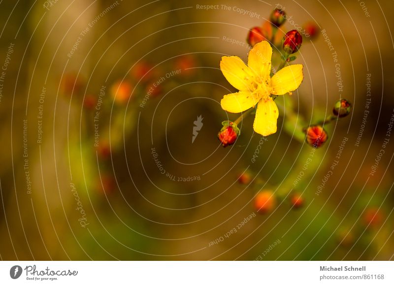 Johanniskraut Pflanze Sommer Blüte Wildpflanze Hypericum Hartheu frisch schön positiv gelb rot einzigartig Wandel & Veränderung Drehung aufwärts Farbfoto