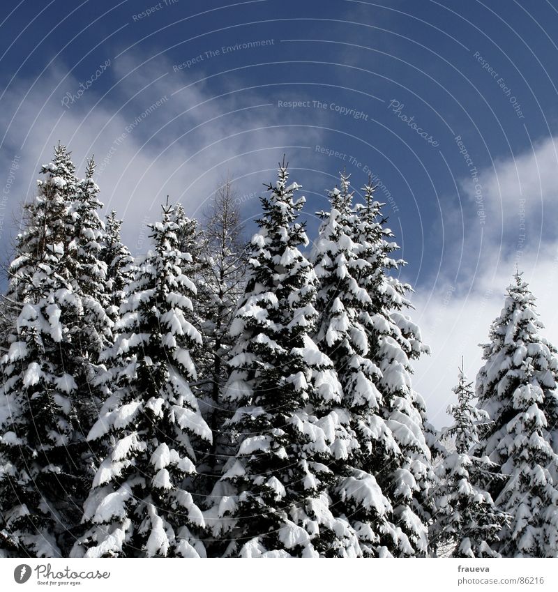 rarität Wald Idylle Einsamkeit Tanne Fichte Winter Schnee Landschaft Natur Himmel snow trees heaven blue forest