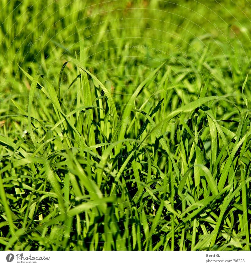bisschen Gras dazu? Osternest Feld Landwirtschaft Ackerbau Halm hell Sonnenlicht Flutlicht Sommer grün giftgrün Wind Quadrat Hafer Wiese Liegewiese frisch