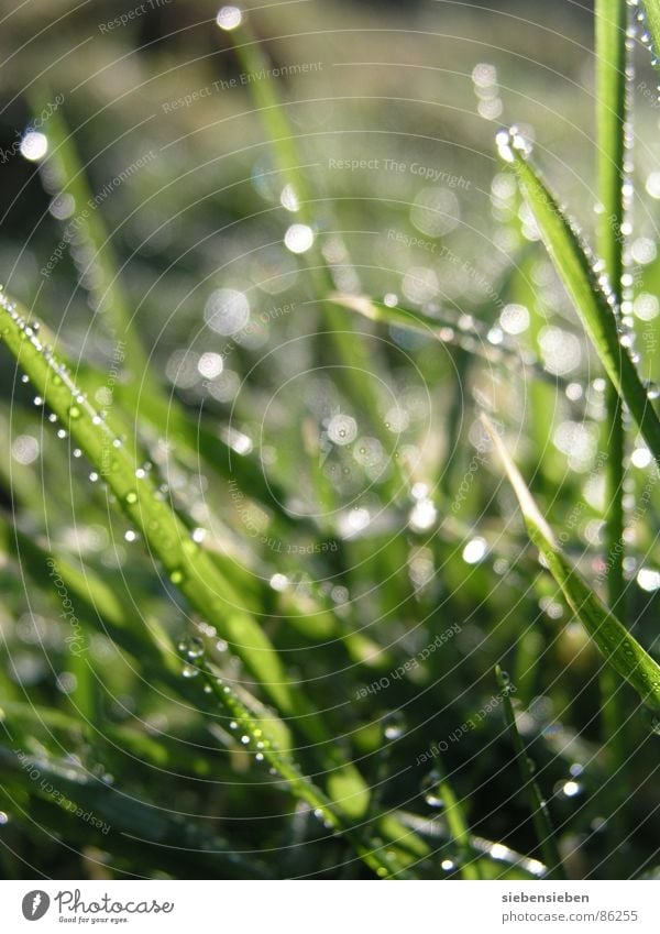 Guten Morgen Beleuchtung schön Wiese Gras Halm grün Wassertropfen feucht nass frisch saftig Lichteinfall Naturphänomene Sonnenaufgang hell glänzend prächtig