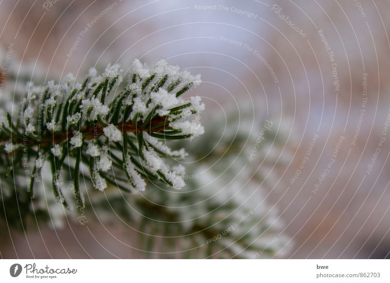 Schneebedeckter Zweig Leben Winter Winterurlaub wandern Natur kalt grün Ast Tanne besinnlich Weihnachtsbaum eis Eiskristall gefroren Hintergrundbild tannenbaum