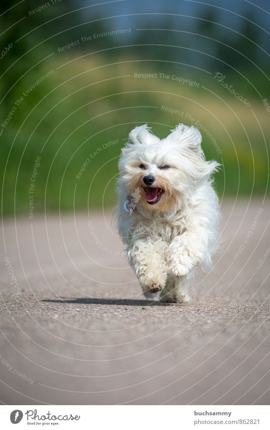 Fröhlicher Havaneser Tier Straße Fell langhaarig Haustier Hund 1 Geschwindigkeit grau grün weiß Bichon Bichon Havanese Jung Spaß Freude laufen rennen vierbeiner
