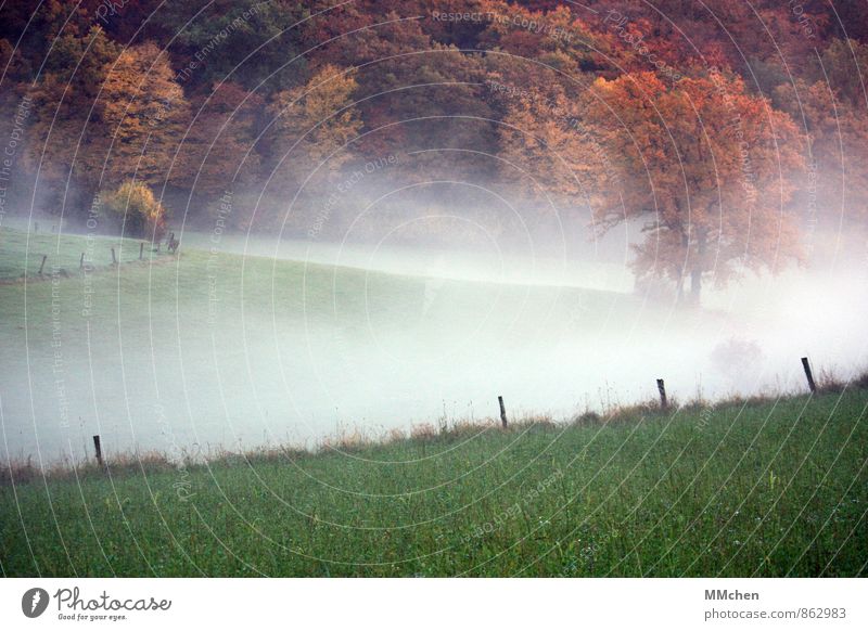 > Natur Landschaft Erde Luft Wasser Herbst Wetter Nebel Baum Wiese Feld Wald träumen braun mehrfarbig grün kalt Umwelt Zaun Zaunpfahl Gras Hügel wandern