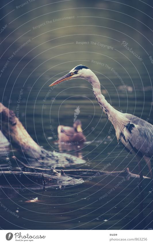 Herr Strese auf Jagd Umwelt Natur Landschaft Tier Wasser Teich See Wildtier Vogel Flügel 1 warten fantastisch natürlich Neugier wild Appetit & Hunger Reiher