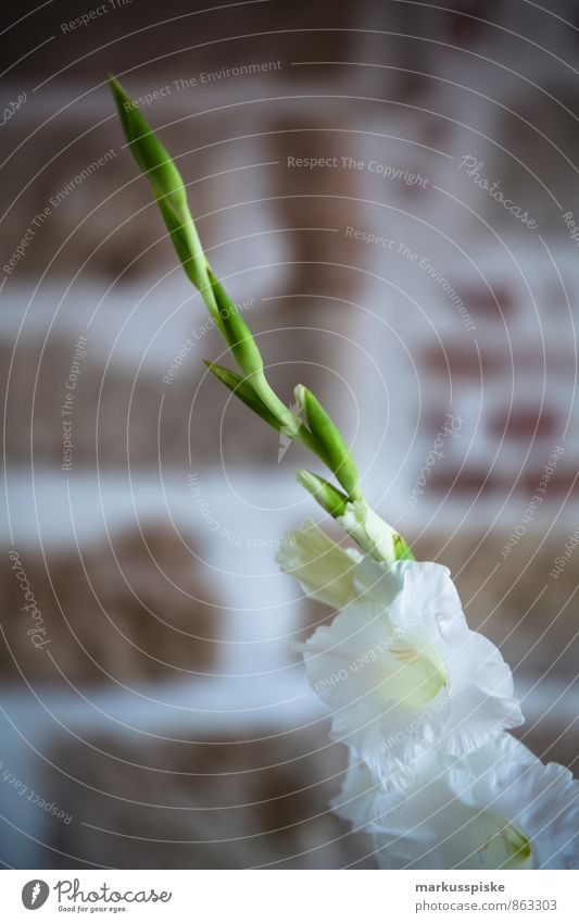 Gladiole Lifestyle Reichtum Häusliches Leben Wohnung Haus Innenarchitektur Dekoration & Verzierung Tisch Wohnzimmer Vase Pflanze Blatt Blüte weiß Mauer
