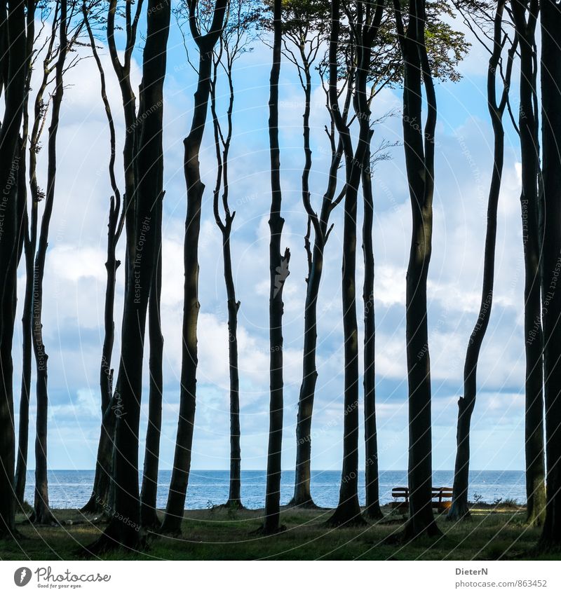 Durchblick Umwelt Landschaft Wasser Himmel Wolken Baum Gras Wald Küste Ostsee blau schwarz weiß Gespensterwald Mecklenburg-Vorpommern Horizont Farbfoto