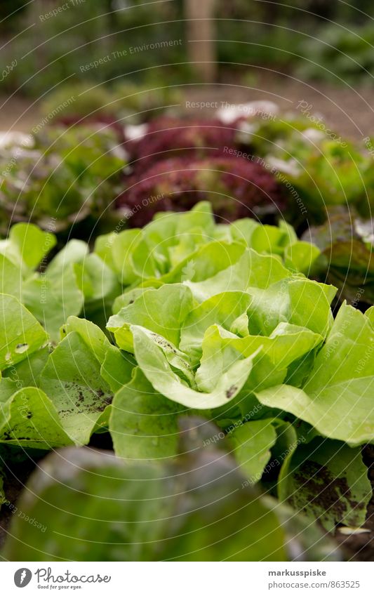 blattsalat Lebensmittel Salat Salatbeilage Kräuter & Gewürze Öl eigenbedarf selbstversorgung Stadt Urbanisierung urban gardening Ernährung Essen Mittagessen
