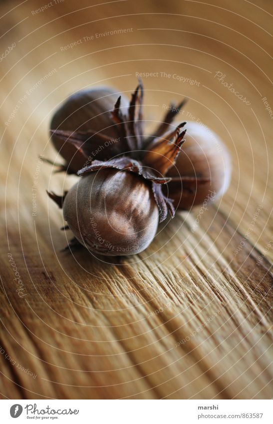 drei Haselnüsse für Aschenbrödel Natur Pflanze braun Haselnuss 3 Frucht haselnussbraun Haselnusskern Haselnussblatt Holztisch Schwache Tiefenschärfe Farbfoto