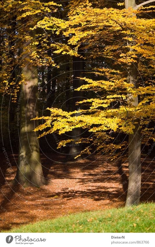 Herbst Natur Pflanze Baum Gras Blatt Park Wald braun gelb gold grün schwarz Mecklenburg-Vorpommern welk Indian Summer Farbfoto Außenaufnahme Menschenleer