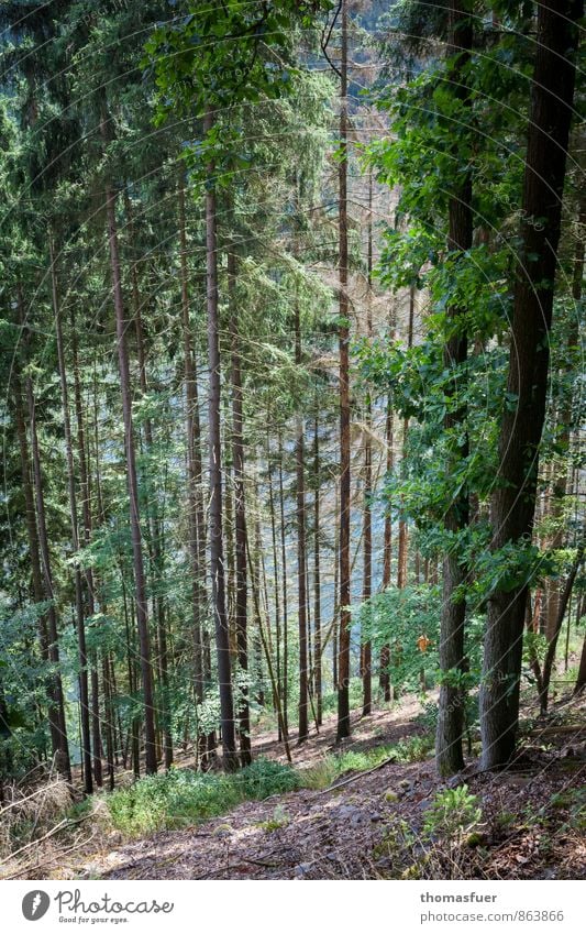 hang up Ausflug Sommer Sommerurlaub Berge u. Gebirge wandern Natur Landschaft Schönes Wetter Baum Sträucher Wald Hügel Seeufer blau braun grün Eiche Hanglage