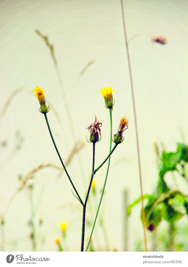Gräser Gras Blüte Hoffnung Blumenbeet Knollengewächse resignieren Hippie Blumenstrauß Vertrauen Gemüsebeet Optimismus Löwenzahn Beet Blumenhändler Redeblume