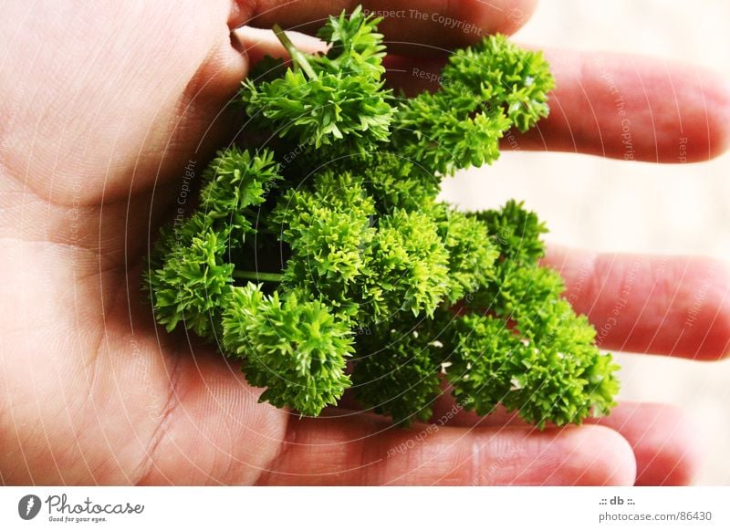 .:: dasGRÜNEetwas ::. Hand Petersilie grün Küche selbstgemacht Gemüse Garten auf der hand liegend Verschiedenheit per hand