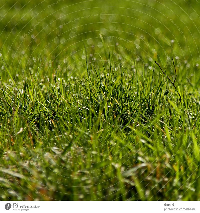 Grünzoig Feld Landwirtschaft Ackerbau Halm hell Sonnenlicht Flutlicht Sommer grün giftgrün Quadrat Gras Wiese Liegewiese frisch saftig Unschärfe Freude Frühling