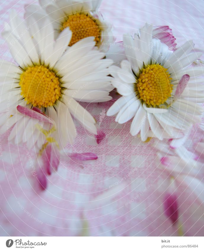 MÄDCHENBLÜMCHEN Feste & Feiern Natur Pflanze Frühling Sommer Blume Blüte Wiese Blumenstrauß Duft liegen frisch Kitsch rosa Stimmung Glück Lebensfreude