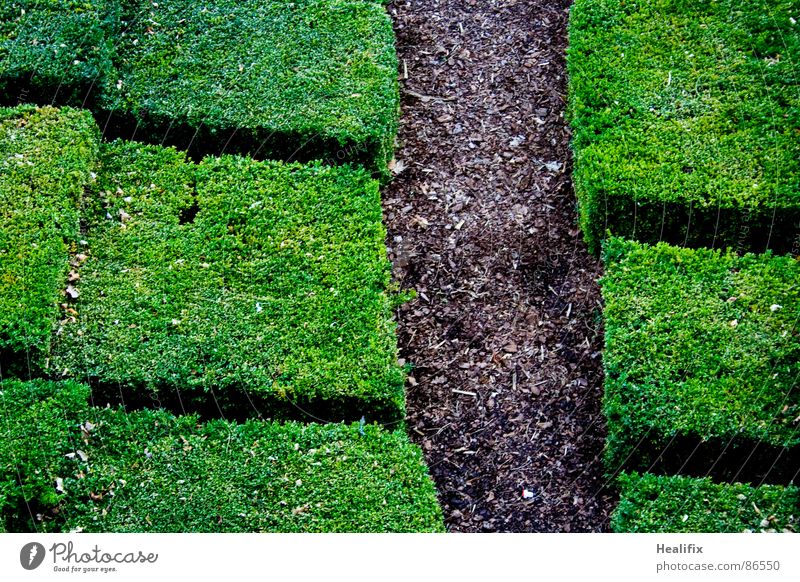 Path Pflanze Frühling Sommer Sträucher Hecke Garten Park Wege & Pfade Beet Holz Linie Netz gehen wandern eckig einfach natürlich braun grün ruhig chaotisch