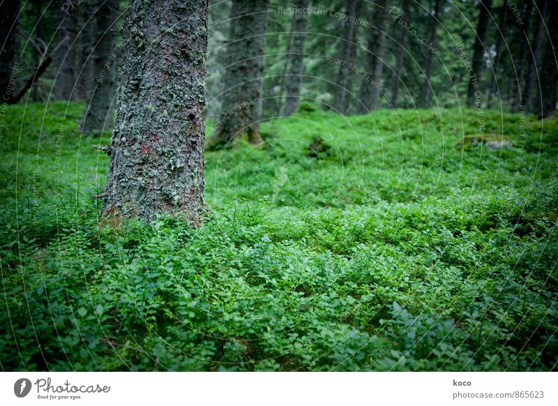 An einem verwunschenen Ort (II) Umwelt Natur Pflanze Frühling Sommer Baum Sträucher Moos Blaubeeren Wald Urwald Holz Wachstum dunkel authentisch einfach