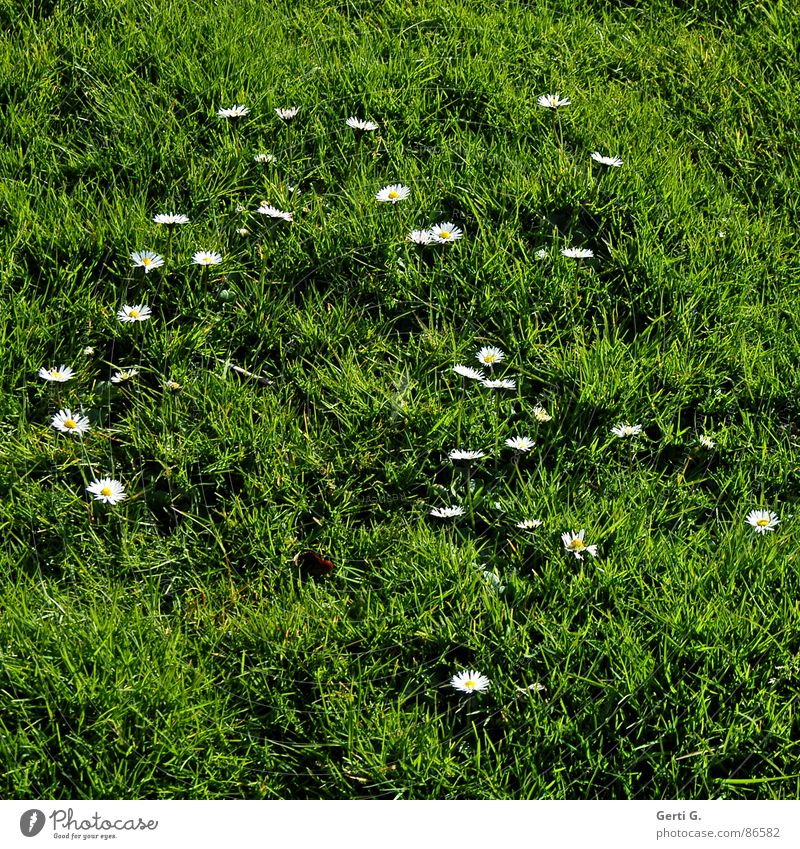 I love daisy Gänseblümchen Wiese Gras Dorfwiese Alm grün Hintergrundbild Frühling Freude gänseblümchenwiese Rasen Gänseblümelie Gänseblümelies