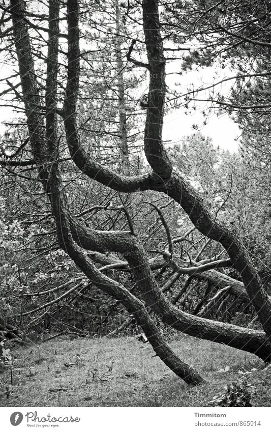 Immer noch... Umwelt Natur Pflanze Baum Wald Baumstamm Biegung kämpfen Schwarzweißfoto Holz Bewegung Aggression dunkel natürlich grau schwarz Gefühle