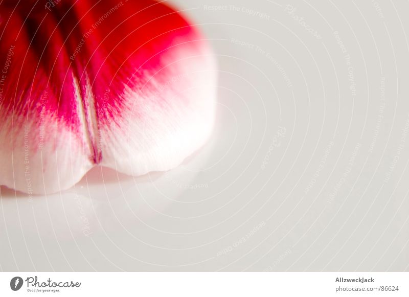 Ein Stück Tulpe ausgerissen Blüte Blütenblatt zart rot rosa Frühling Pflanze frisch Romantik Dekoration & Verzierung heimelig Gefühle Makroaufnahme Nahaufnahme