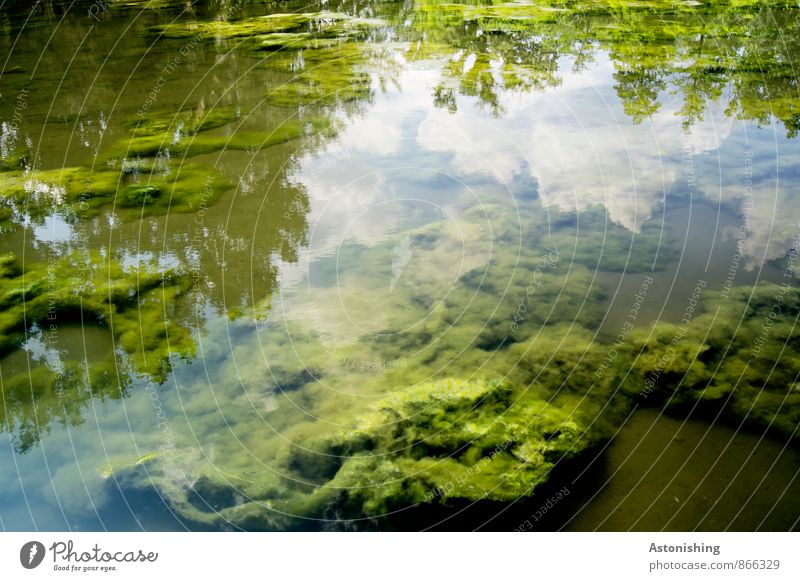 Algen Umwelt Natur Landschaft Pflanze Wasser Himmel Wolken Sommer Wetter Schönes Wetter Teich hell schön blau grün weiß Reflexion & Spiegelung weich Farbfoto