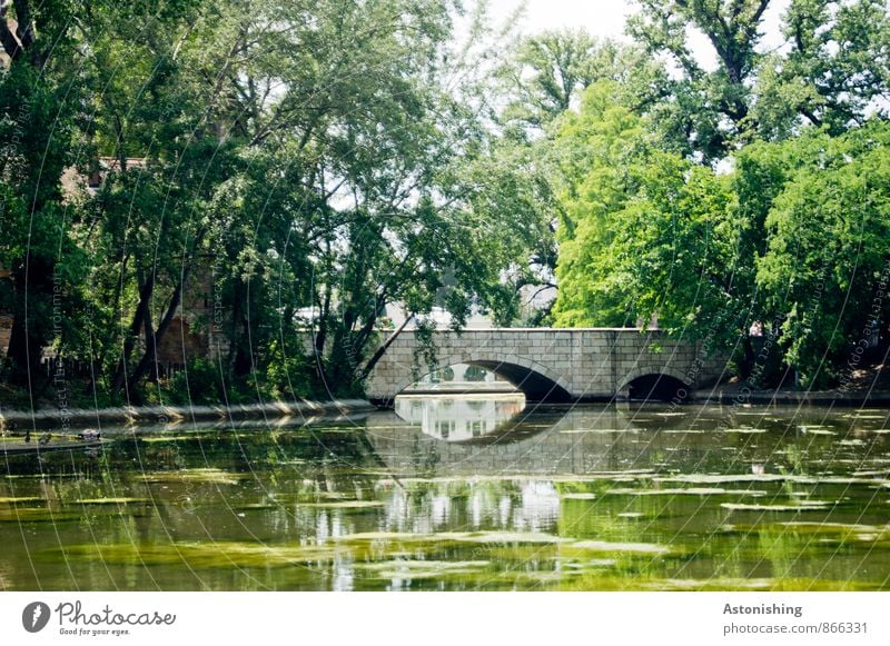 die Brücke II Umwelt Natur Landschaft Pflanze Wasser Sommer Wetter Schönes Wetter Baum Park Küste Seeufer Teich Budapest nass schleimig grün weiß Algen Blatt