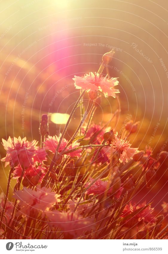 Spätsommerduft Umwelt Natur Pflanze Sonne Sonnenaufgang Sonnenuntergang Sonnenlicht Sommer Schönes Wetter Baum Garten Park Wiese Wärme rosa Warmherzigkeit