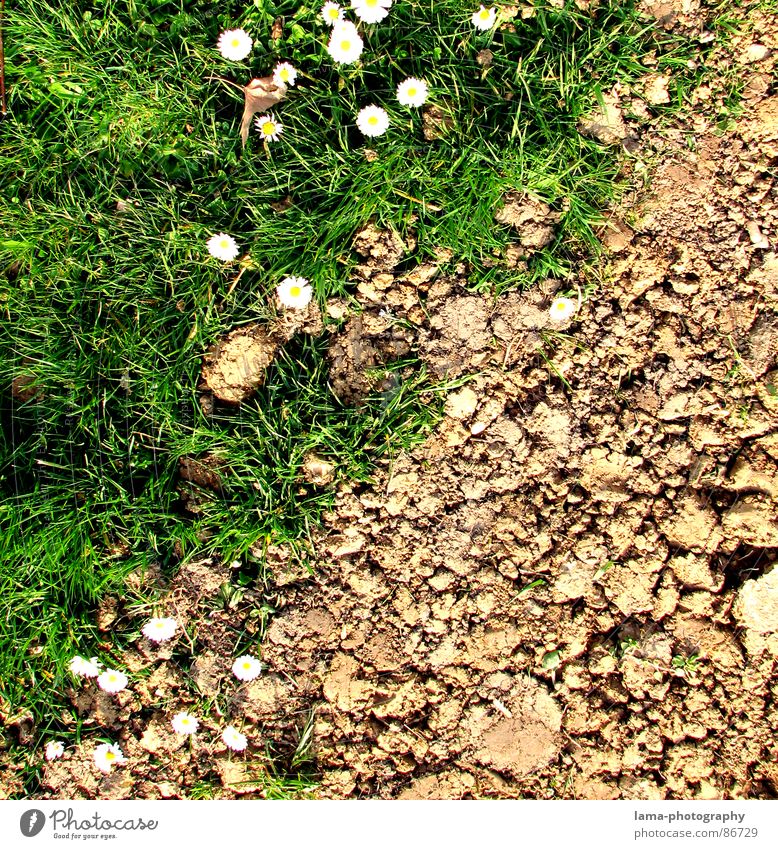 Spring Disparity I Verschiedenheit Yin und Yang Dürre steinig braun Wege & Pfade Afrika Feld Wiese grün Ackerbau Landwirtschaft Gänseblümchen Blume Frühling