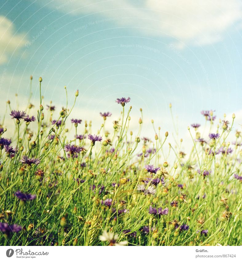 Der Sommer darf noch bleiben... Umwelt Natur Landschaft Pflanze Wolken Blume Sträucher Grünpflanze Nutzpflanze Feld Blühend Wachstum blau grün violett