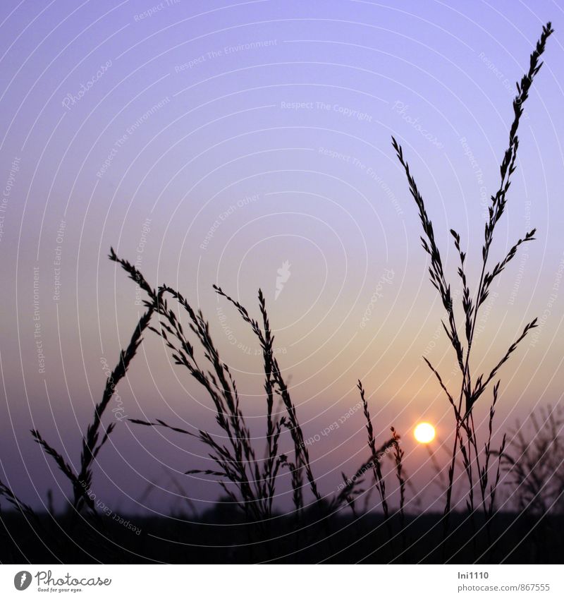 Sommerabend Landschaft Pflanze Himmel Sonne Sonnenlicht Wärme Gras Grünpflanze Wildpflanze Feld Moor Sumpf außergewöhnlich natürlich gelb violett rosa schwarz