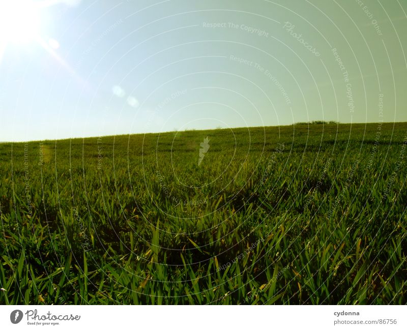 Green is the Colour I Gras grün Wiese Feld Ferne groß weitläufig gleich minimalistisch Sauberkeit frei möglich Frühling Horizont aufwachen Wachstum Himmel Natur