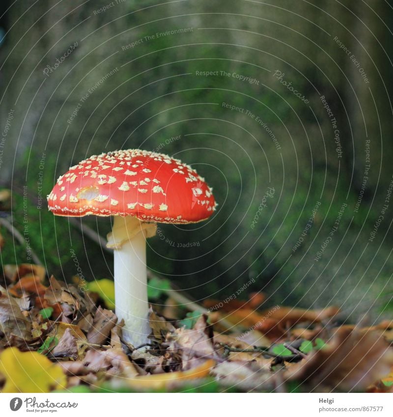 giftig... Umwelt Natur Herbst Pilz Fliegenpilz Blatt Waldboden stehen Wachstum ästhetisch schön natürlich braun grün rot weiß ruhig standhaft Einsamkeit