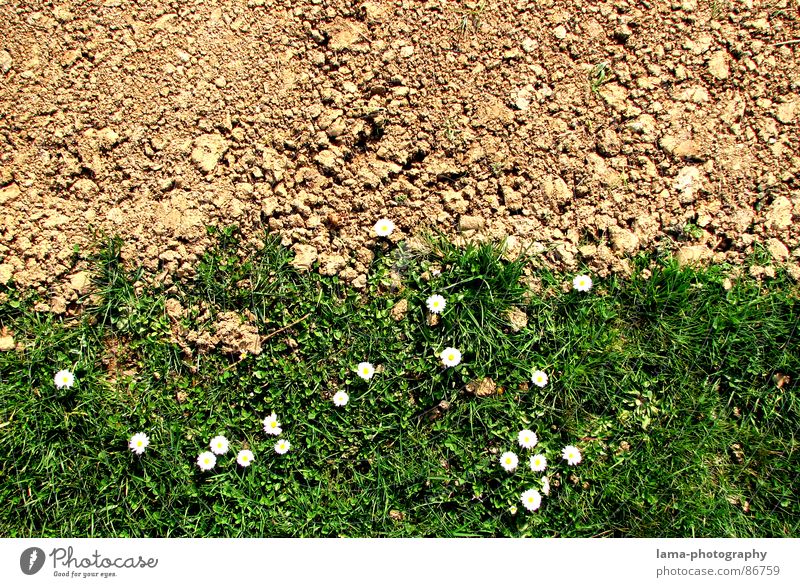 Spring Disparity II Dürre steinig braun Wege & Pfade Afrika Feld Wiese grün Ackerbau Landwirtschaft Gänseblümchen Blume Frühling Sommer Grenze Krieg Hoffnung