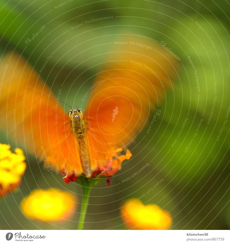 Entfaltungsmöglichkeiten | Die Flügel glätten... Tier Wildtier Schmetterling Insekt fliegen sitzen ästhetisch elegant schön klein orange flattern Auge Fühler