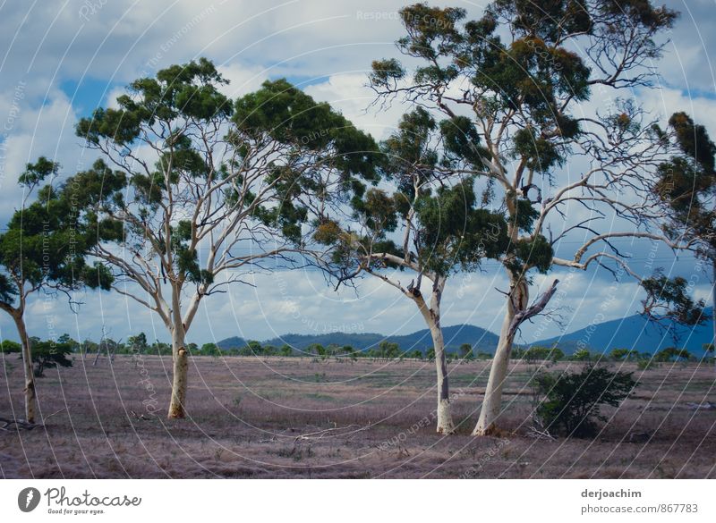 Kein Regen in Sicht, Bäume ohne Rinde, trockendes Land.viele Wolken. Erholung ruhig Reisefotografie Umwelt Landschaft Sommer Schönes Wetter Baum Queensland